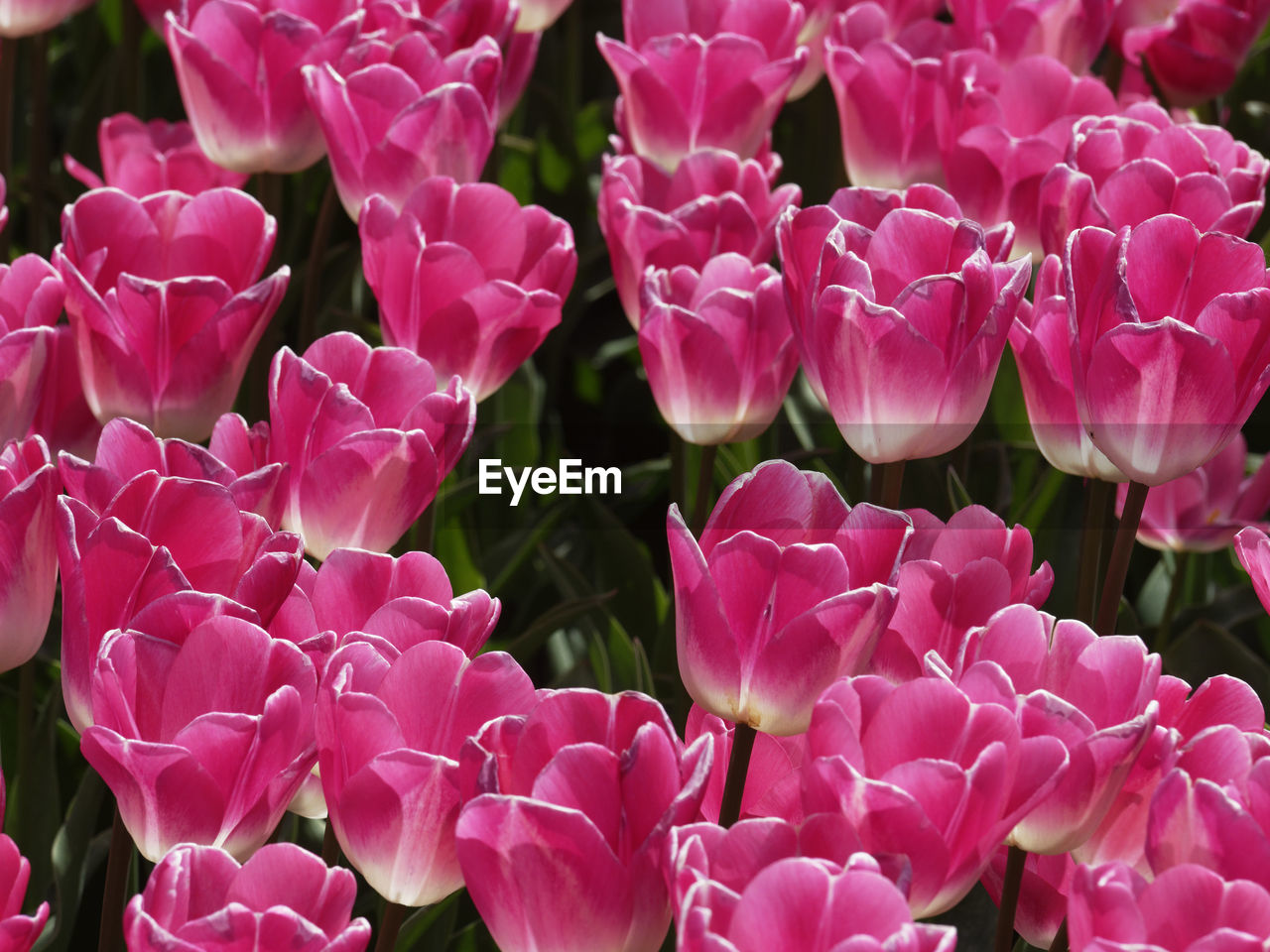 Close-up of pink flowers in park