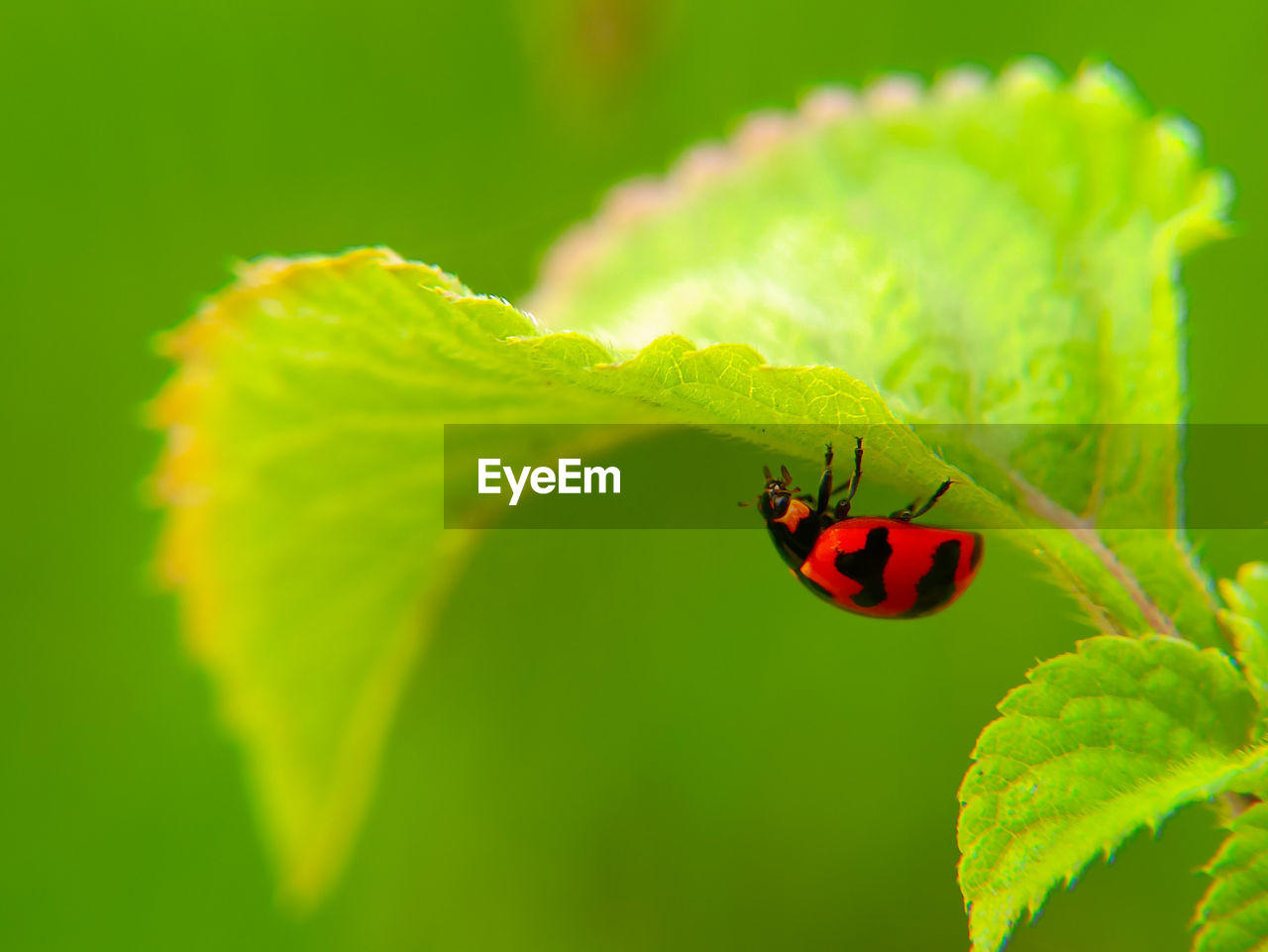 Ladybugs hide behind leaves