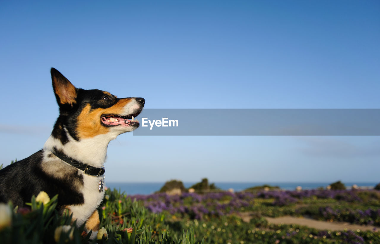 Side view of pembroke welsh corgi by beach