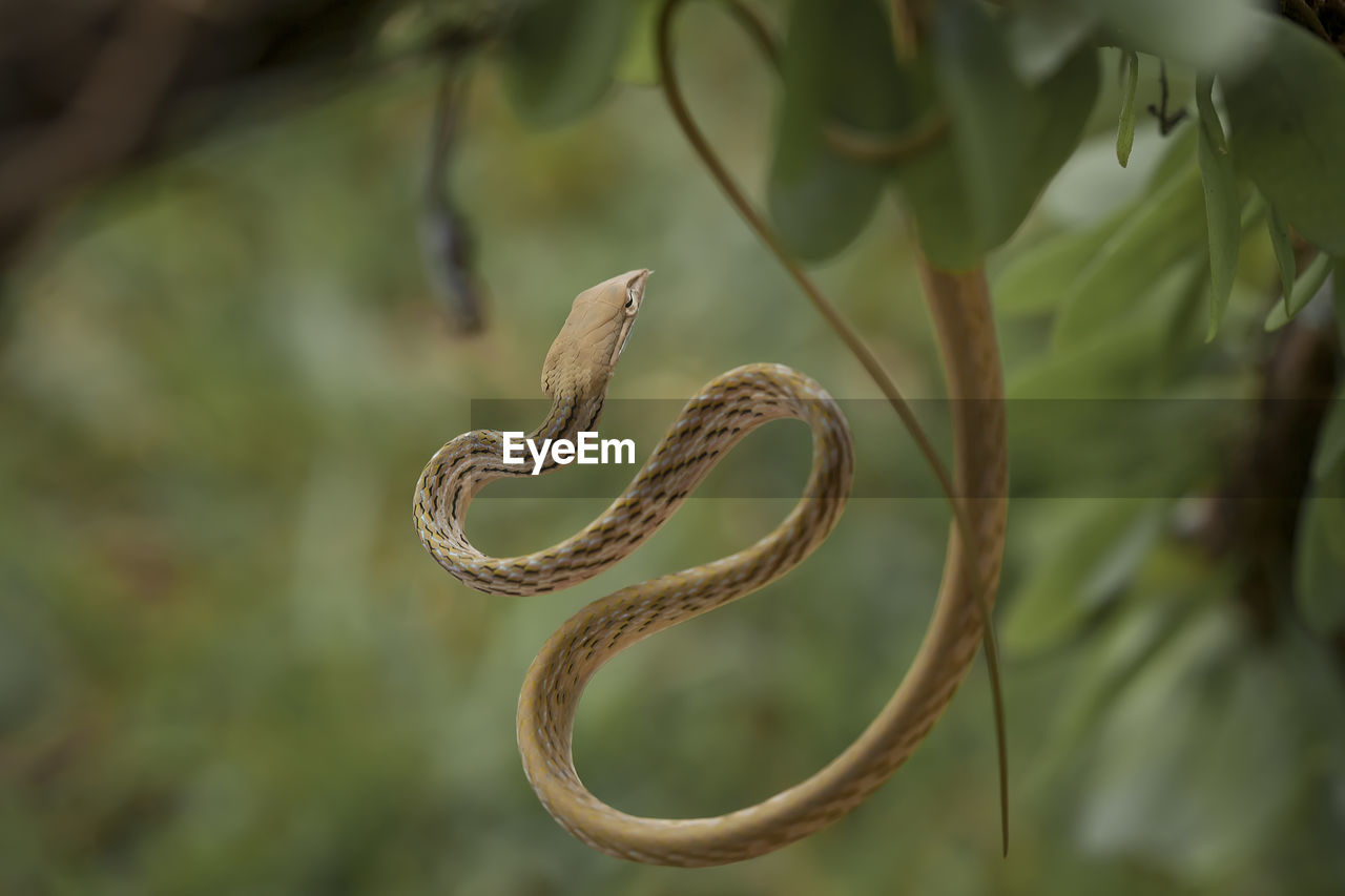 CLOSE-UP OF LIZARD ON TREE