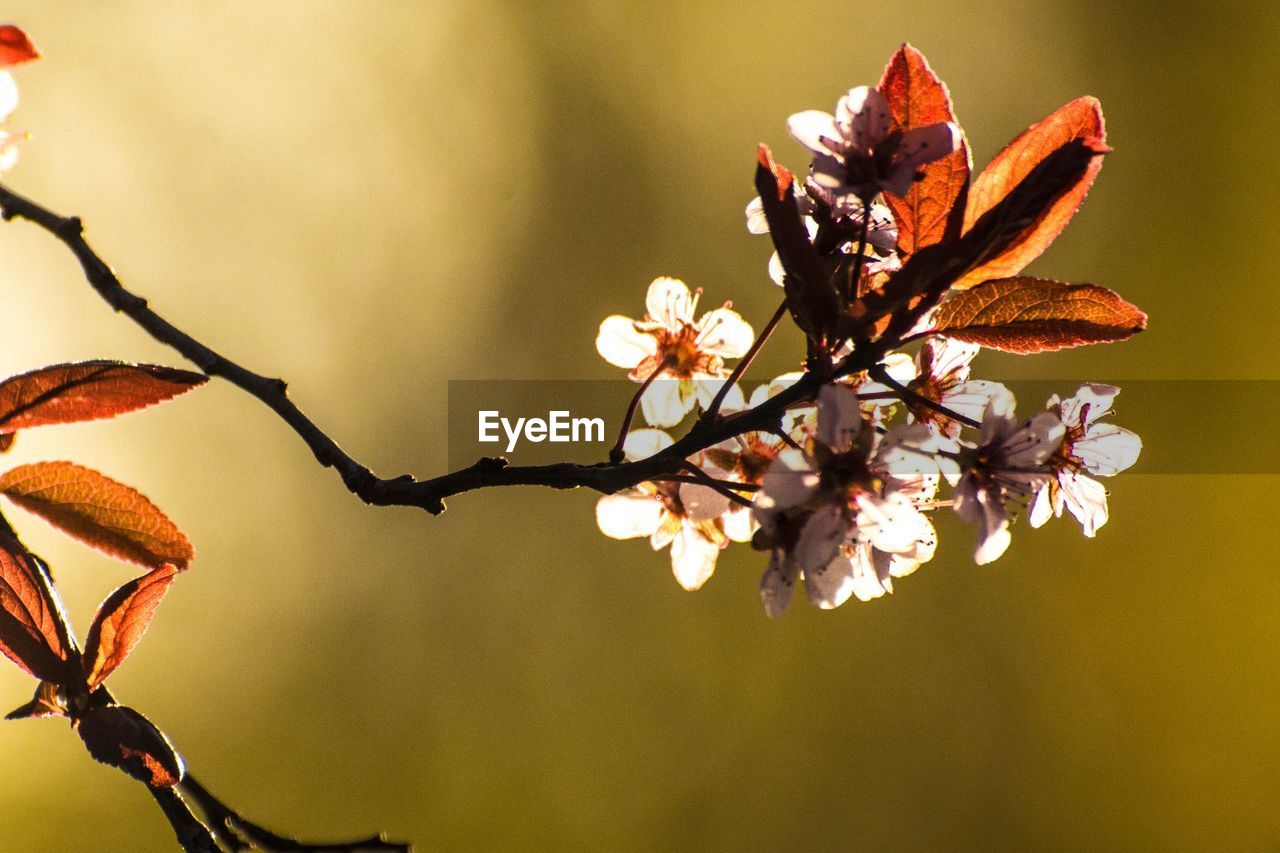 CLOSE-UP OF CHERRY BLOSSOMS ON BRANCH