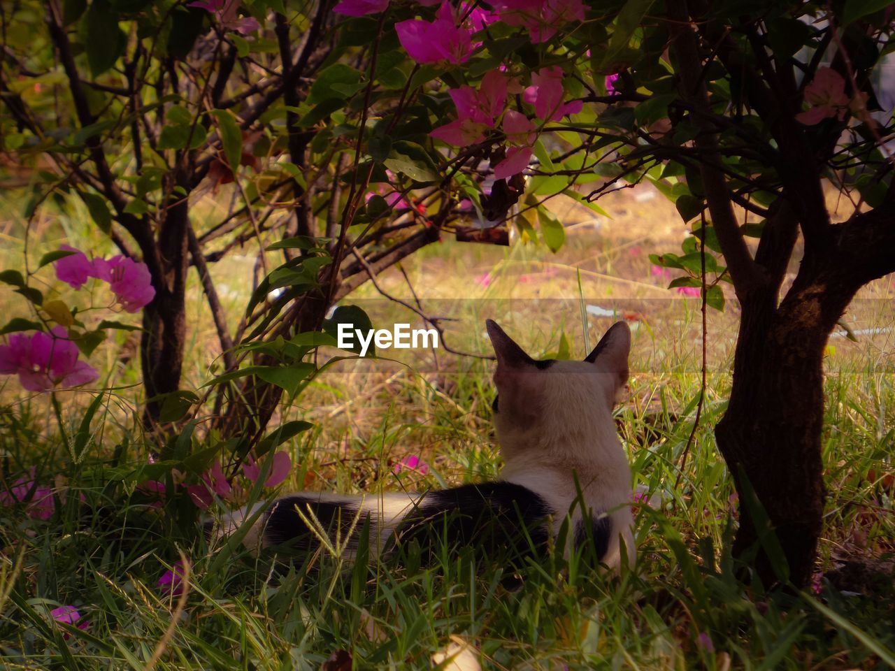 Cat in front of bougainvillea on field