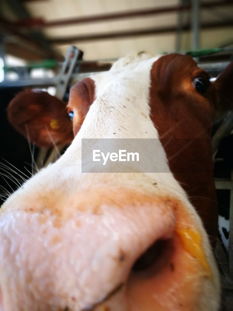 CLOSE-UP PORTRAIT OF COW