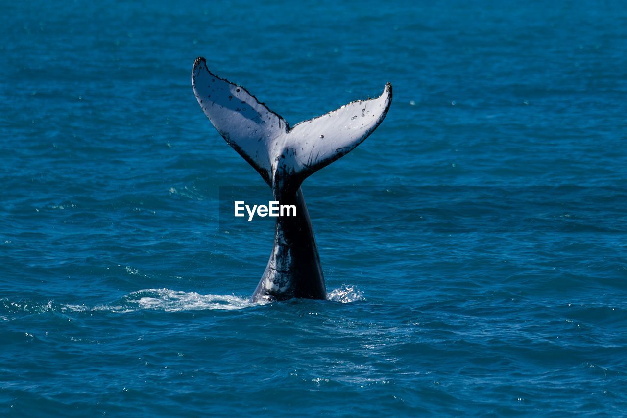 Tail fin of whale swimming in sea