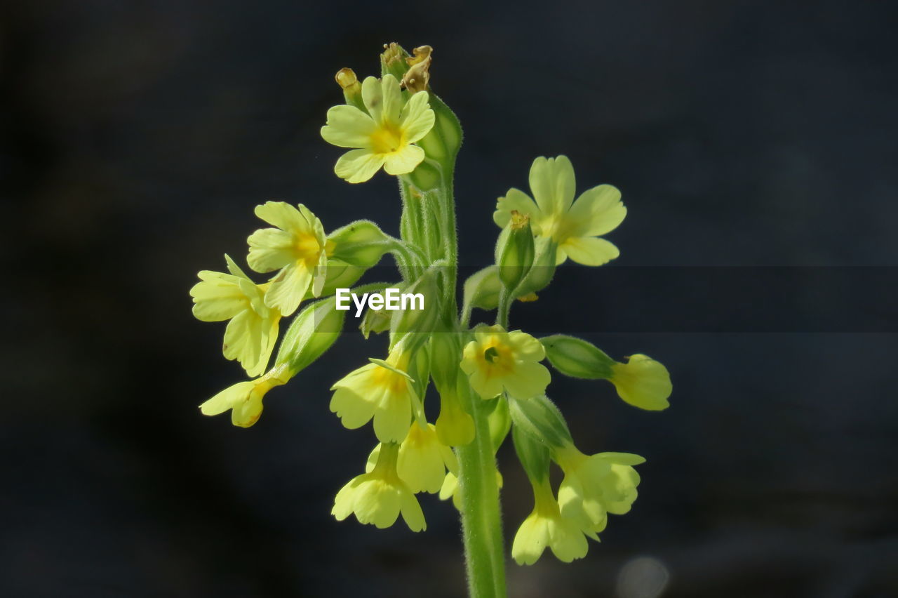 Close-up of yellow flowering plant