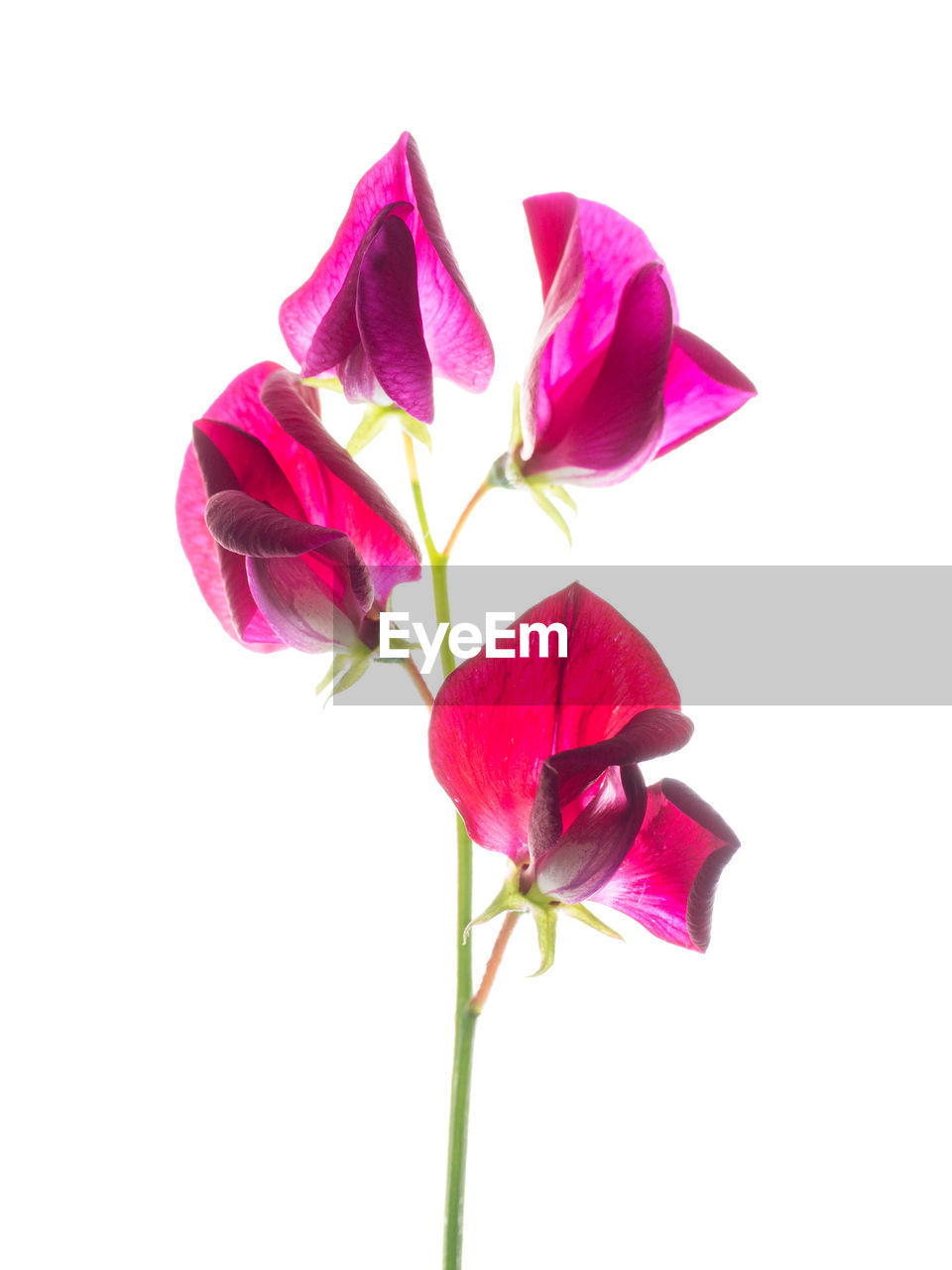 Close-up of pink flowers against white background