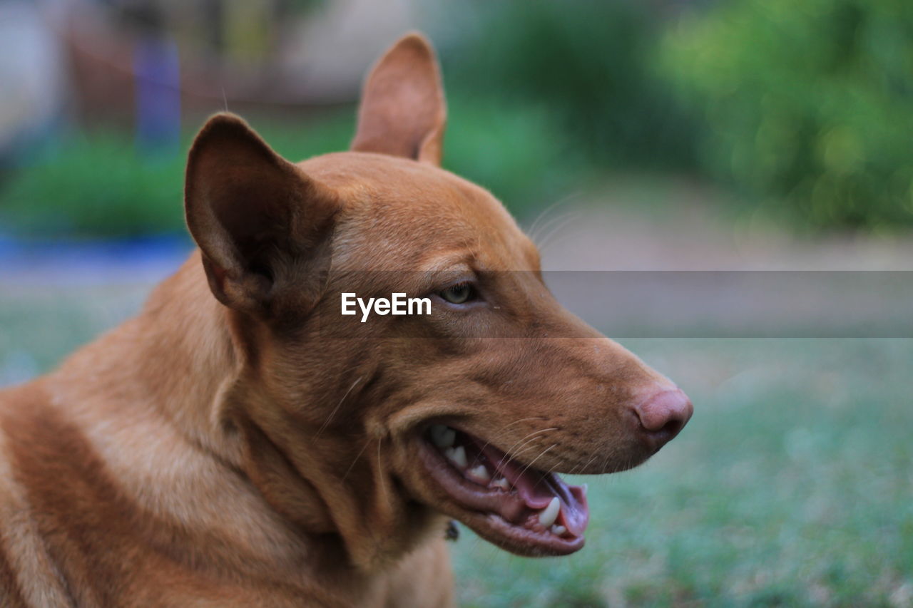 CLOSE-UP OF A DOG LOOKING AWAY OUTDOORS