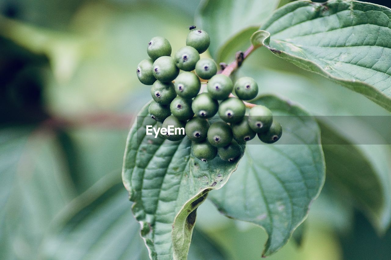 Close-up of berries growing on tree