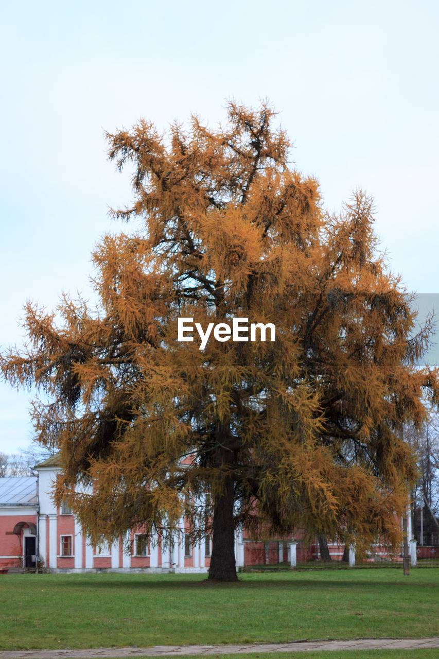 Trees in park during autumn
