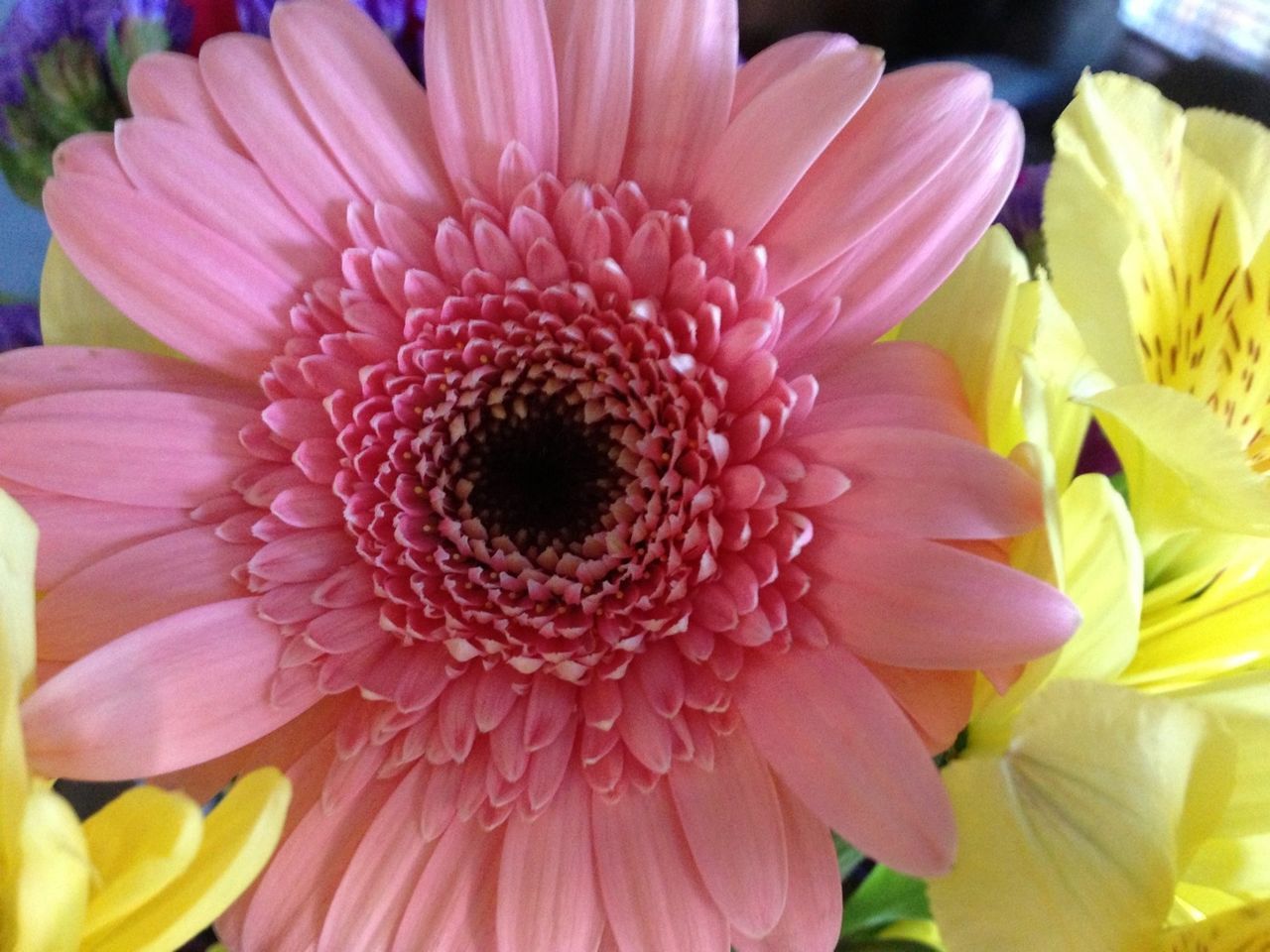 CLOSE-UP OF PINK FLOWERS