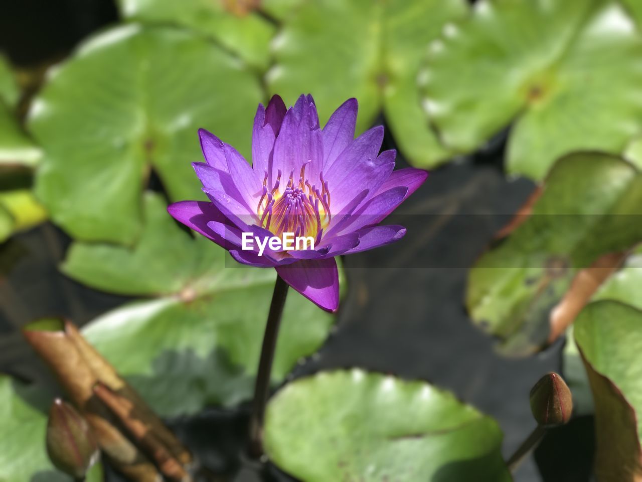 CLOSE-UP OF PURPLE WATER LILY IN POND