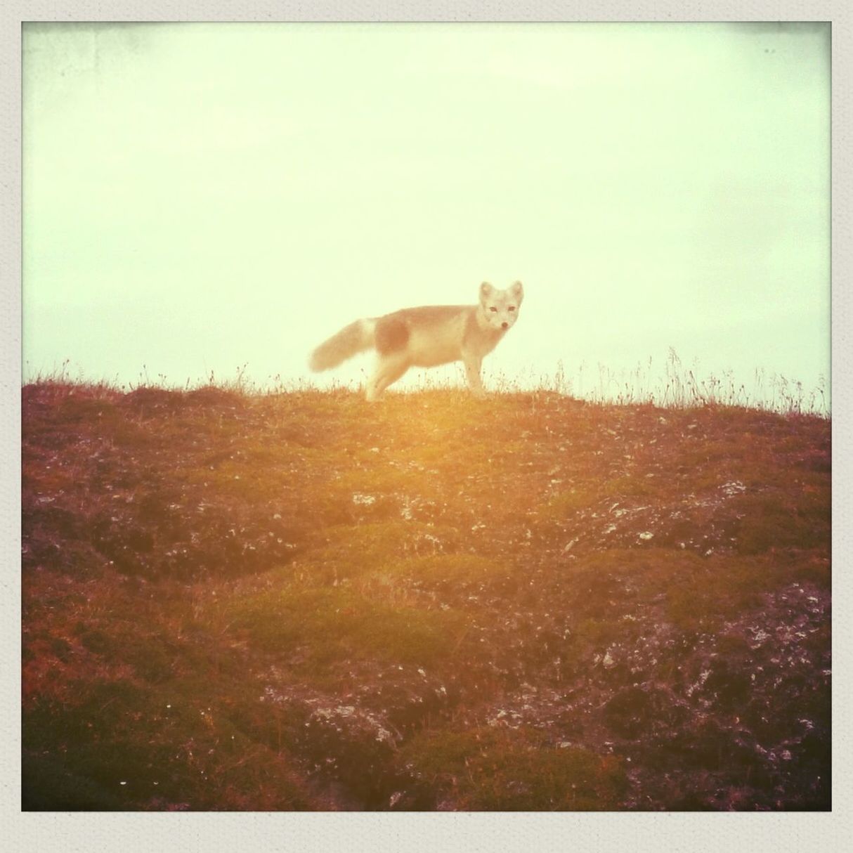 DOG STANDING ON GRASSY FIELD