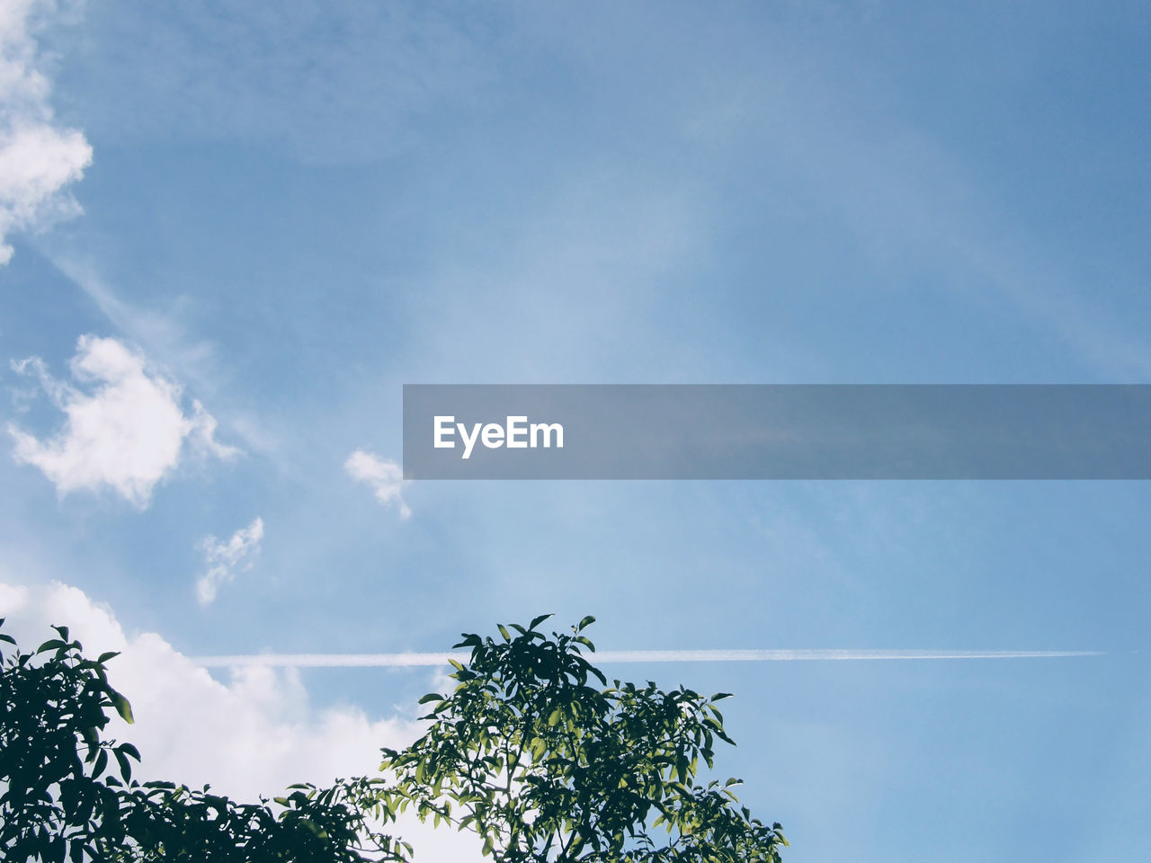 Low angle view of trees against sky