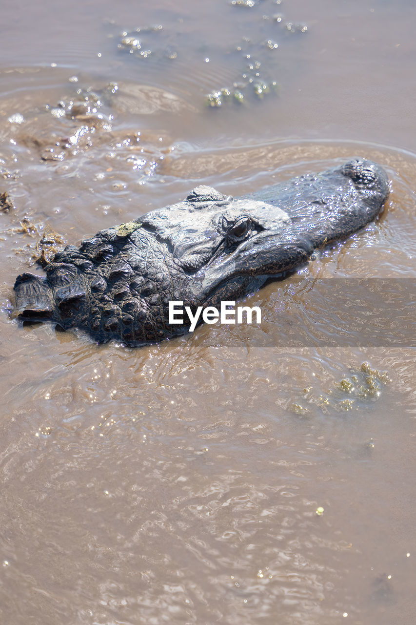 American alligator swims in the louisiana bayou on a sunny day