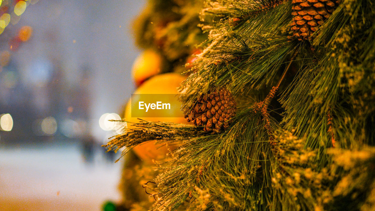 CLOSE-UP OF PINE TREE WITH YELLOW LEAVES