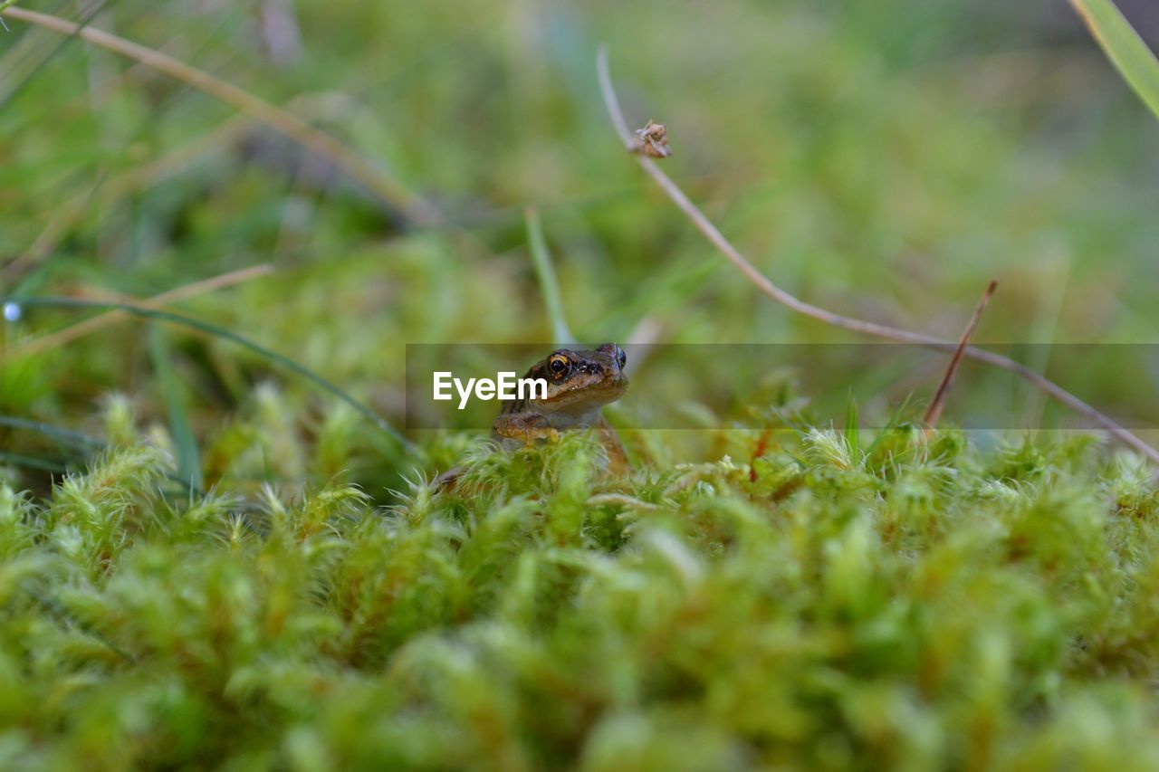 Frog leaping in undergrowth. isle of mull, scotland.