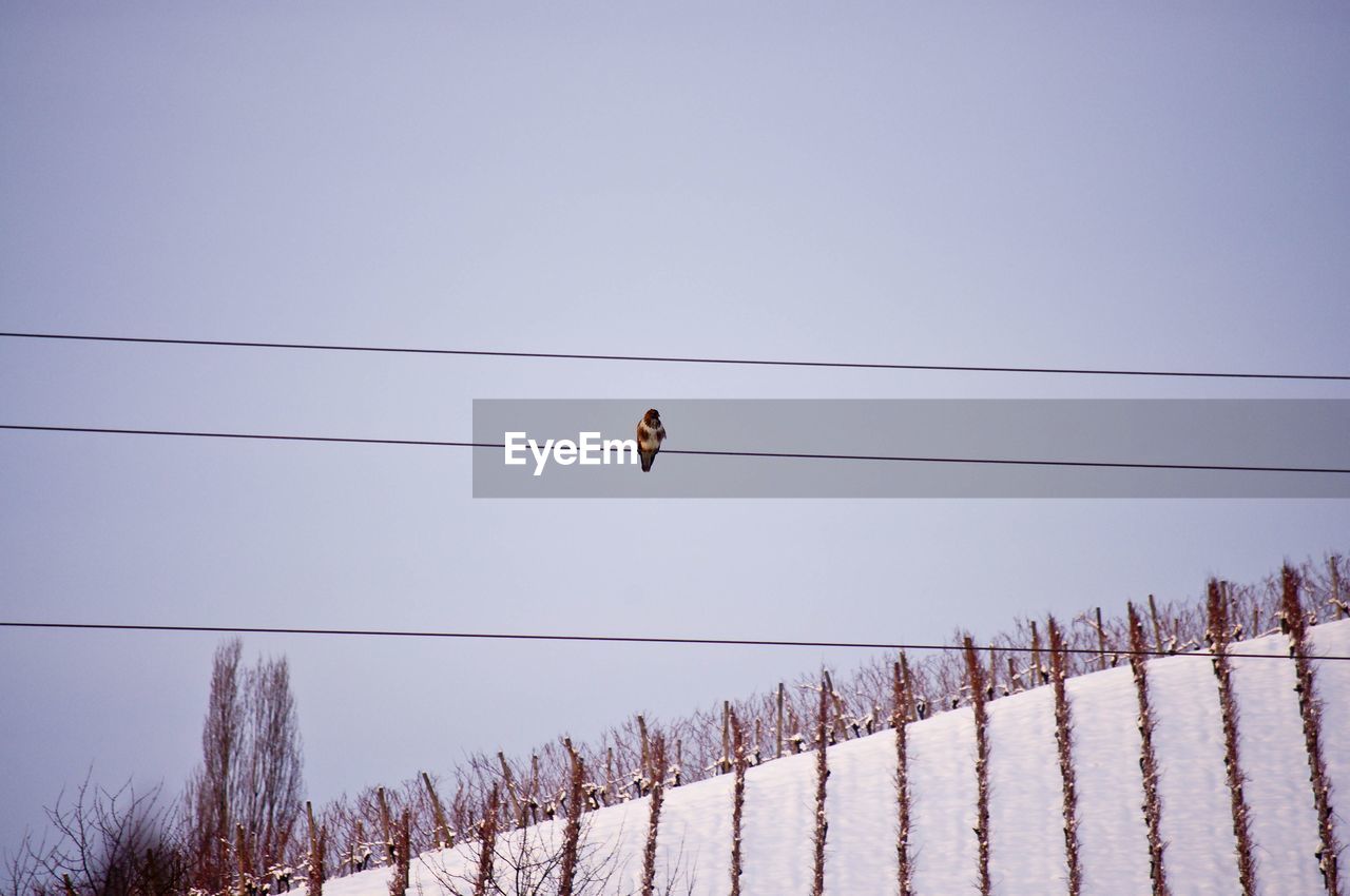 Low angle view of bird perching on cable against clear sky