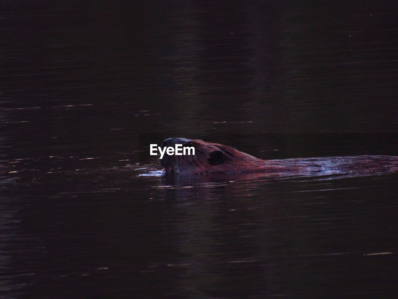 Sea otter swimming in water