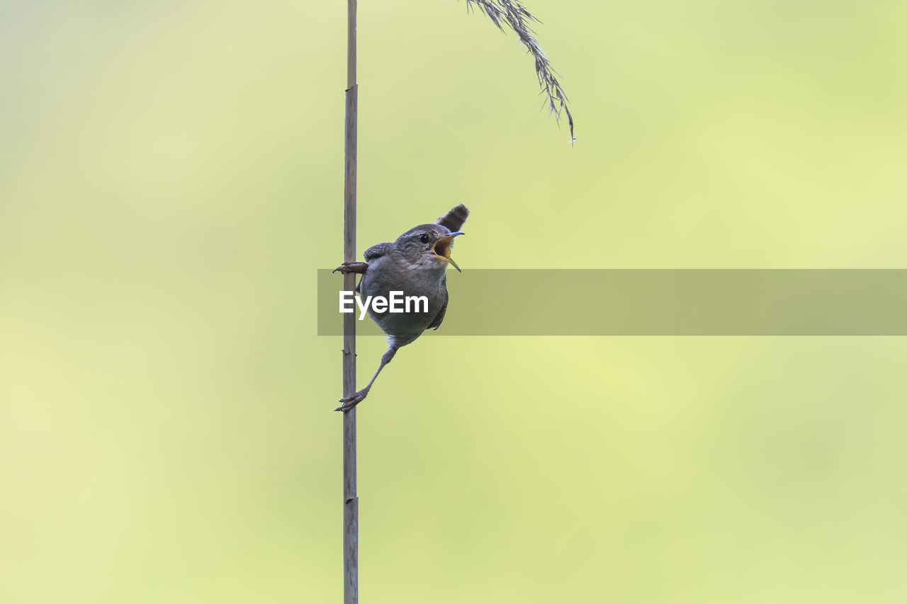 BIRD PERCHING ON CABLE