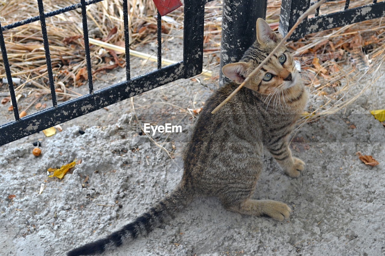 High angle view of a cat looking away