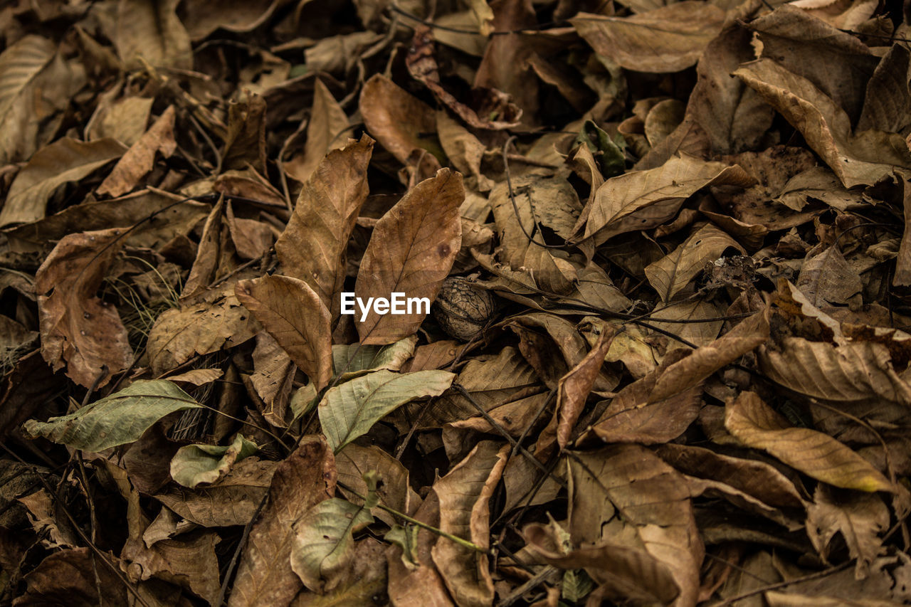 Full frame shot of dried autumn leaves on field