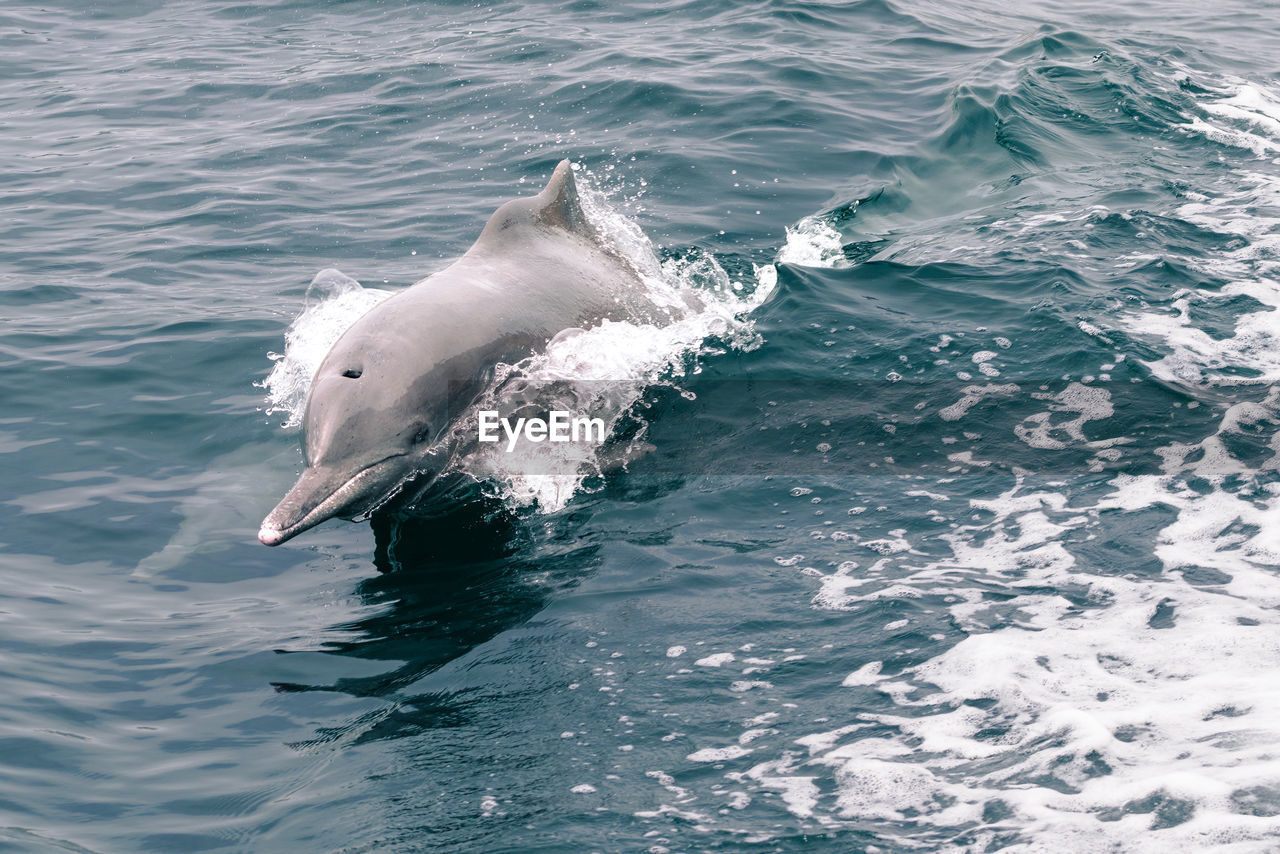 animal, animal themes, water, animal wildlife, sea, wildlife, mammal, one animal, dolphin, aquatic mammal, marine biology, underwater, sea life, common bottlenose dolphin, marine mammal, marine, no people, swimming, nature, fish, motion, jumping, outdoors, splashing, spinner dolphin, animal body part, day, stenella, whale, striped dolphin, ocean, beauty in nature