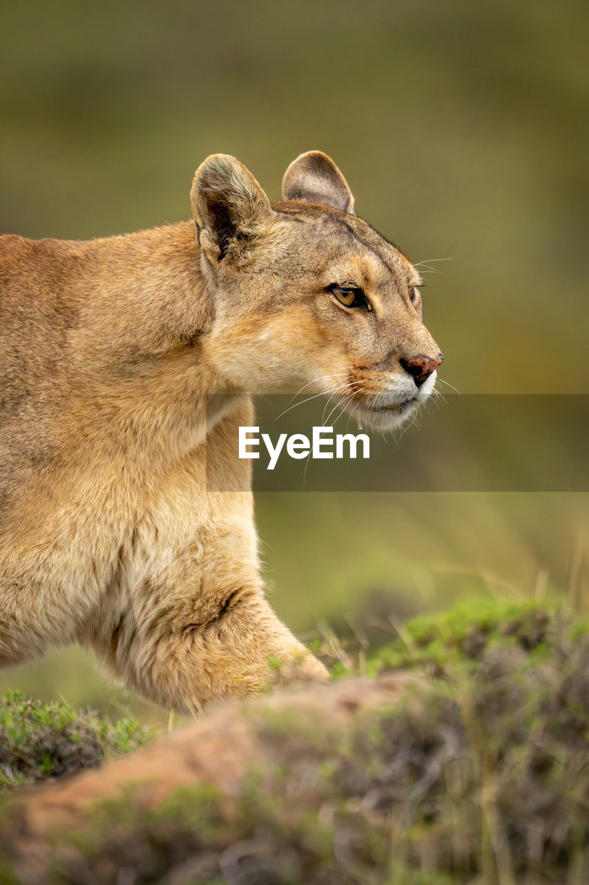 close-up of lioness looking away