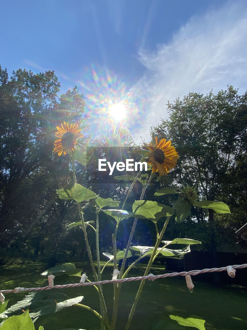 CLOSE-UP OF FLOWERING PLANT AGAINST SKY DURING SUNSET