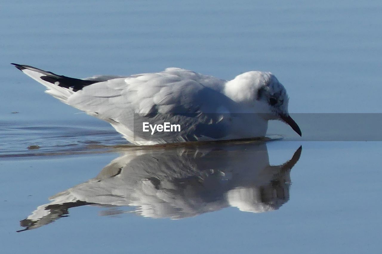 CLOSE-UP OF BIRD IN LAKE