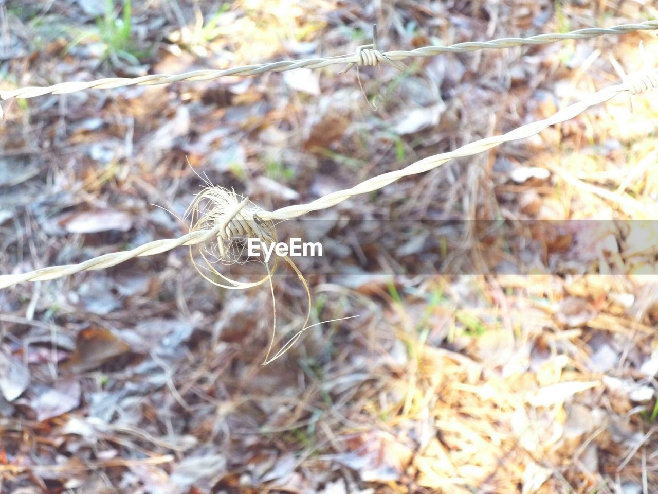 Close-up of barbed wire fence