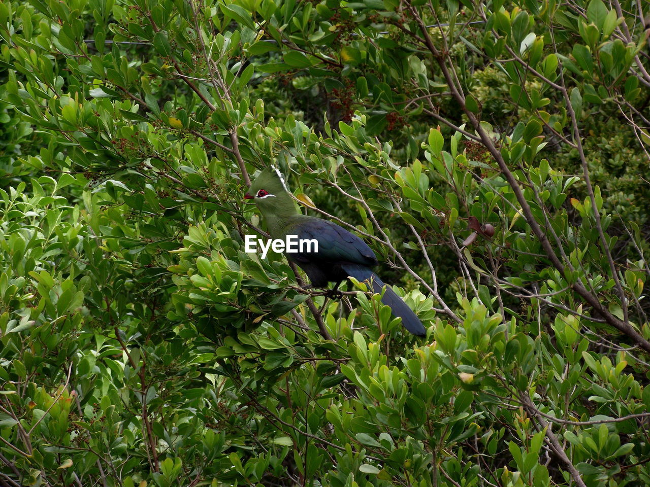 BIRD PERCHING ON PLANT