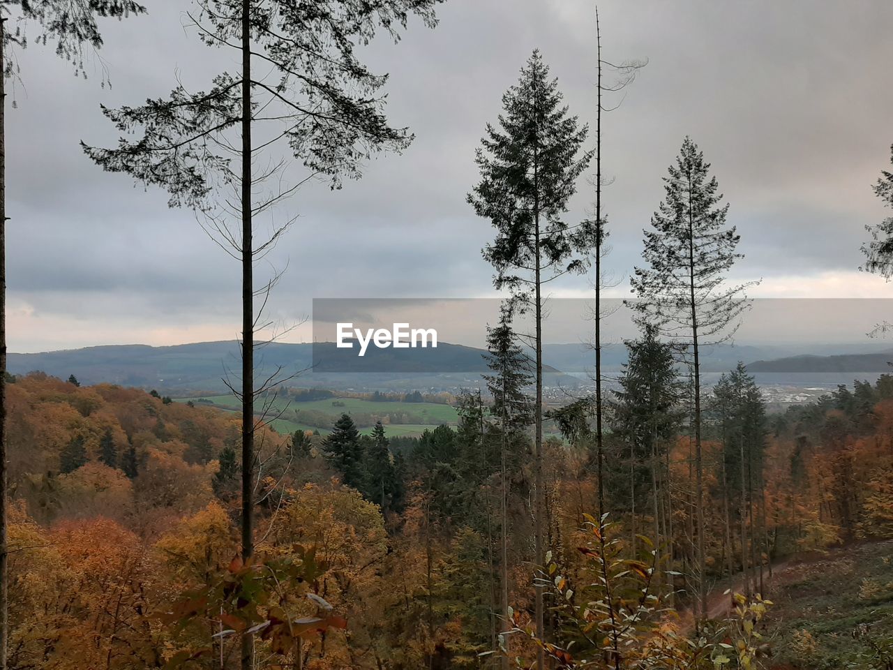 German forest. mosel. autumn 