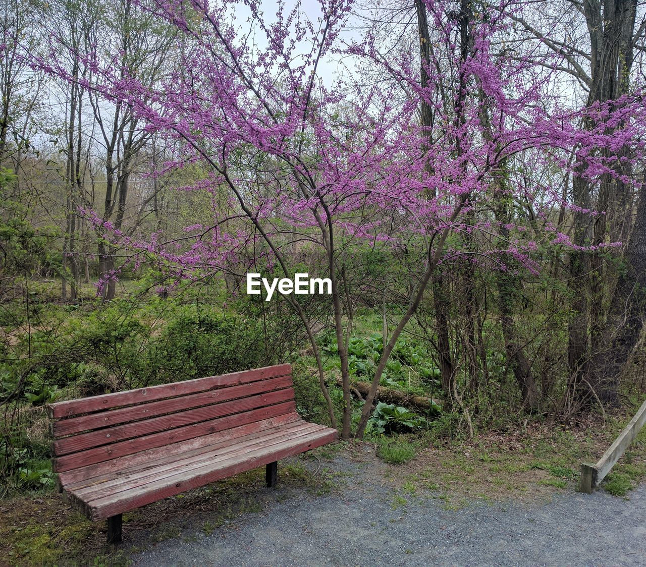 PURPLE FLOWERS ON TREE