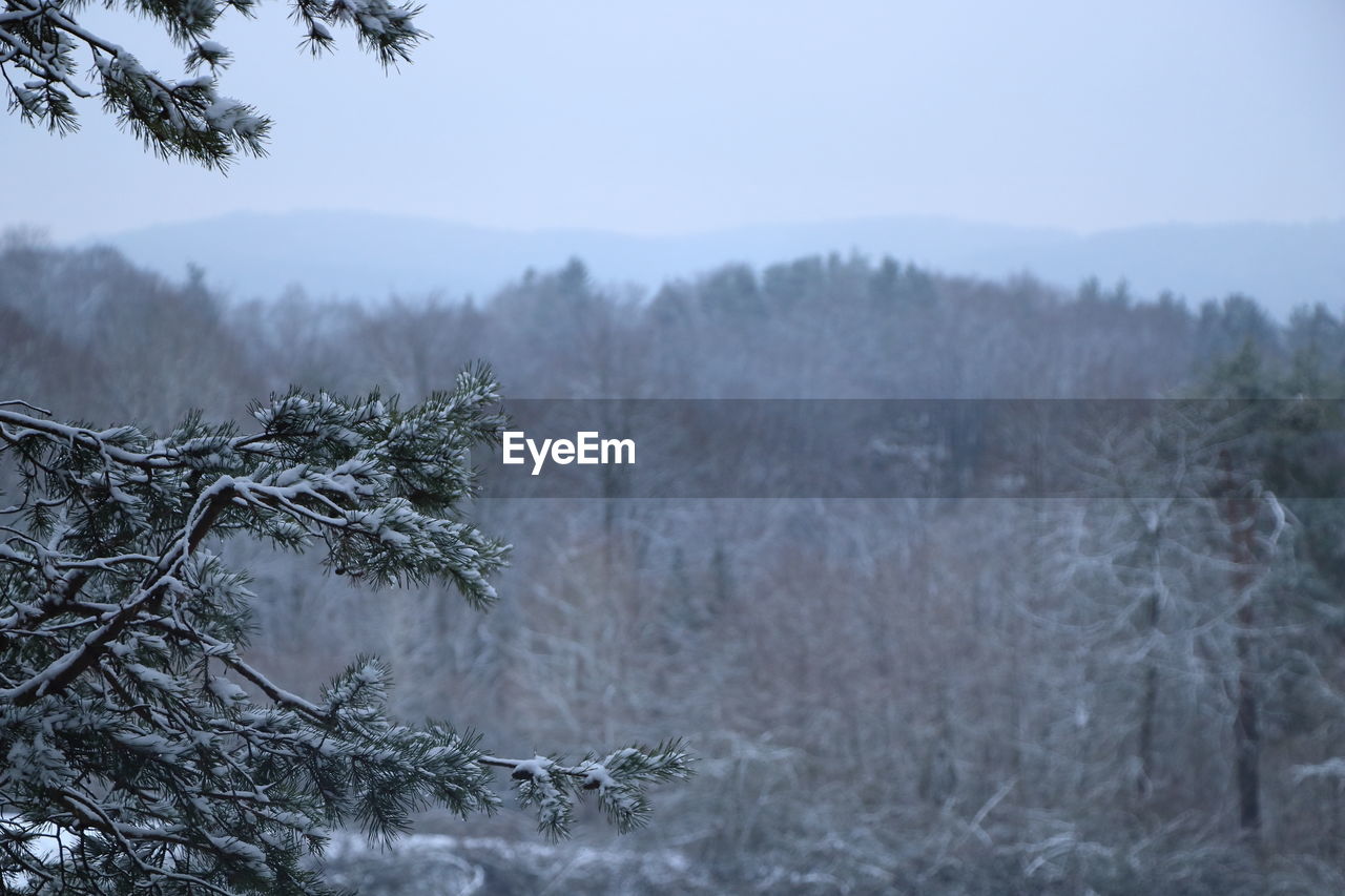 Trees in forest during winter