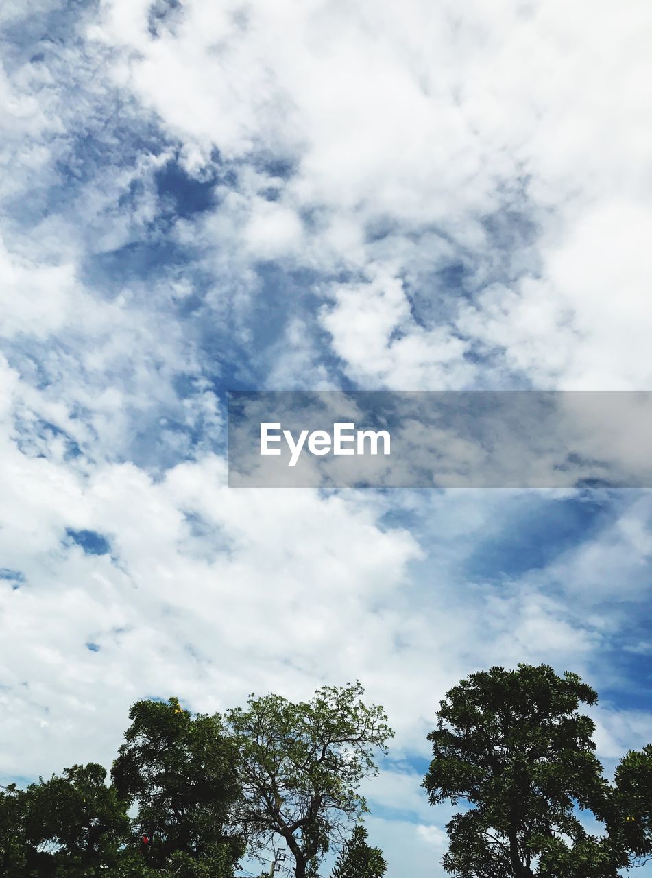 LOW ANGLE VIEW OF TREES AGAINST CLOUDS