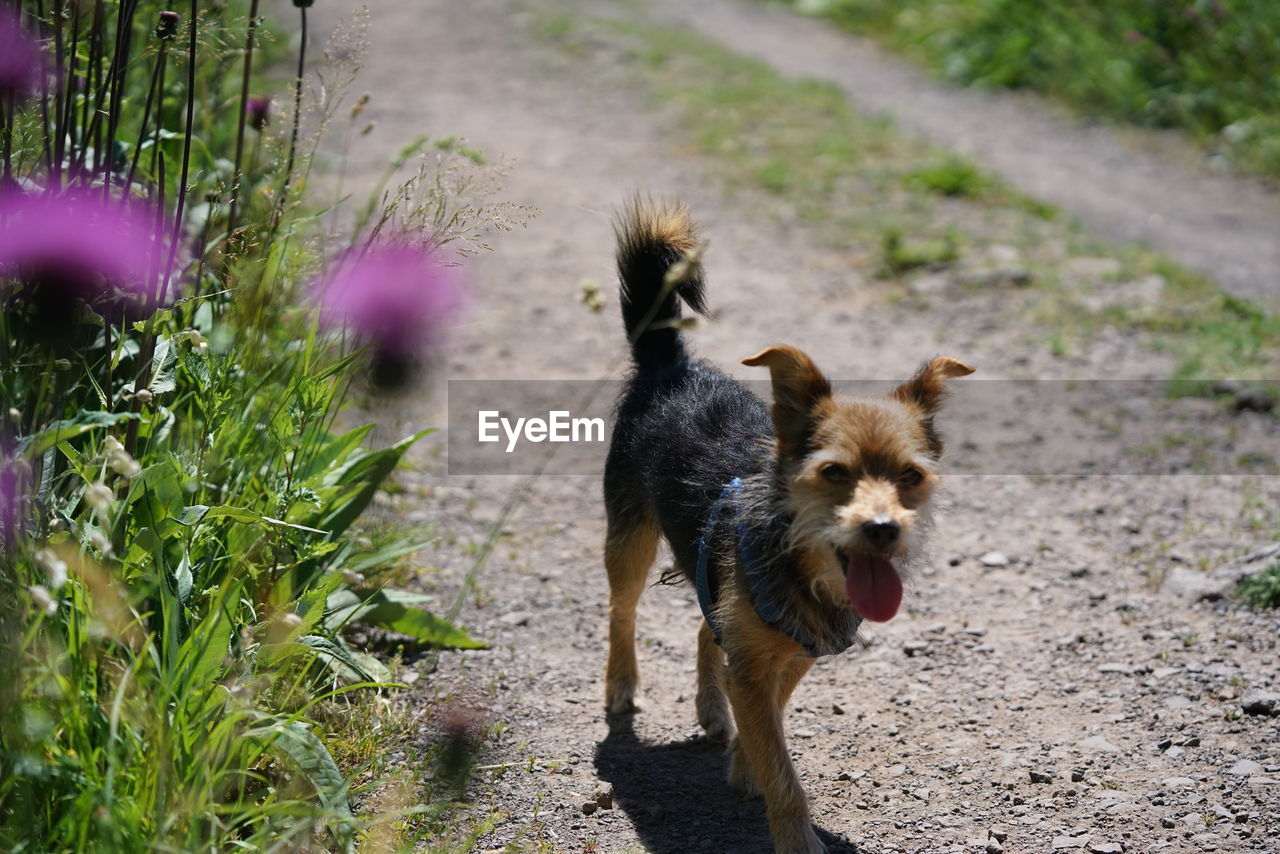 DOG WALKING ON STREET AMIDST PLANTS