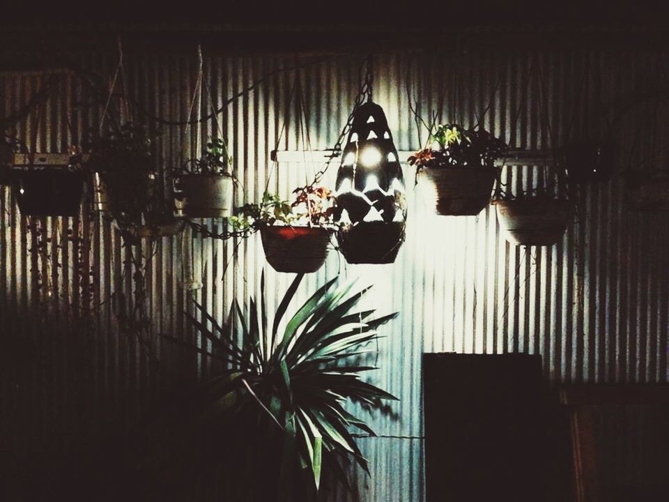 indoors, potted plant, curtain, plant, home interior, no people, growth, hanging, day
