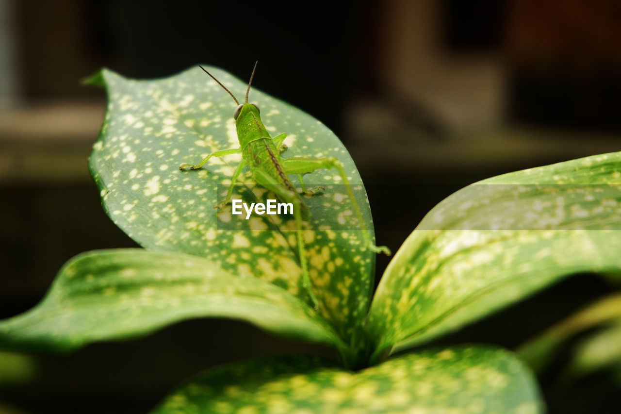 Grasshopper on aglaonema leaf like a mimicry or camouflage