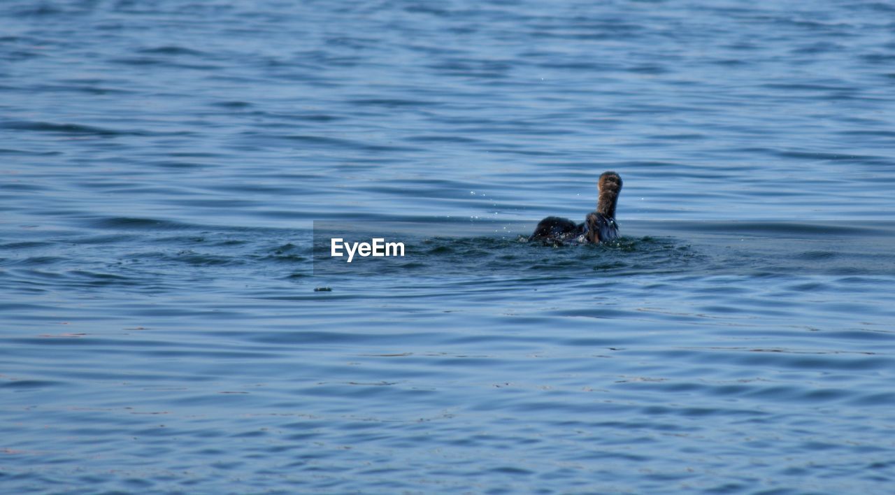 DUCK SWIMMING ON LAKE