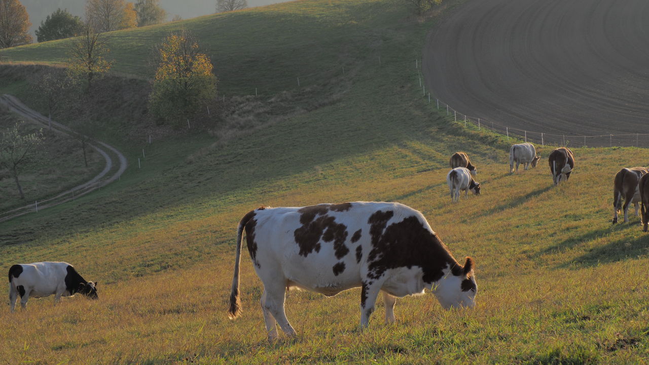 Cows grazing in a field