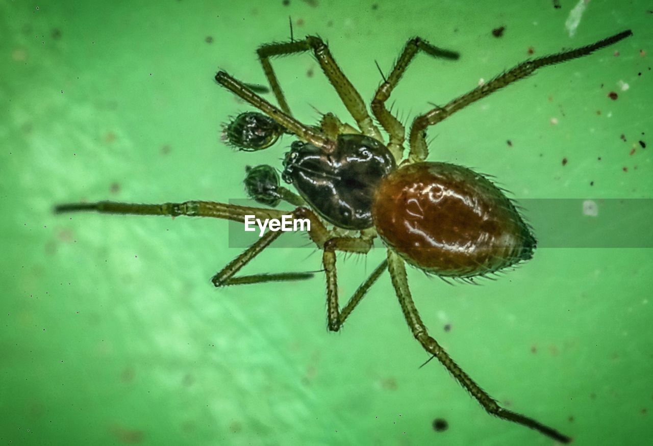 CLOSE-UP OF SPIDER ON WEB