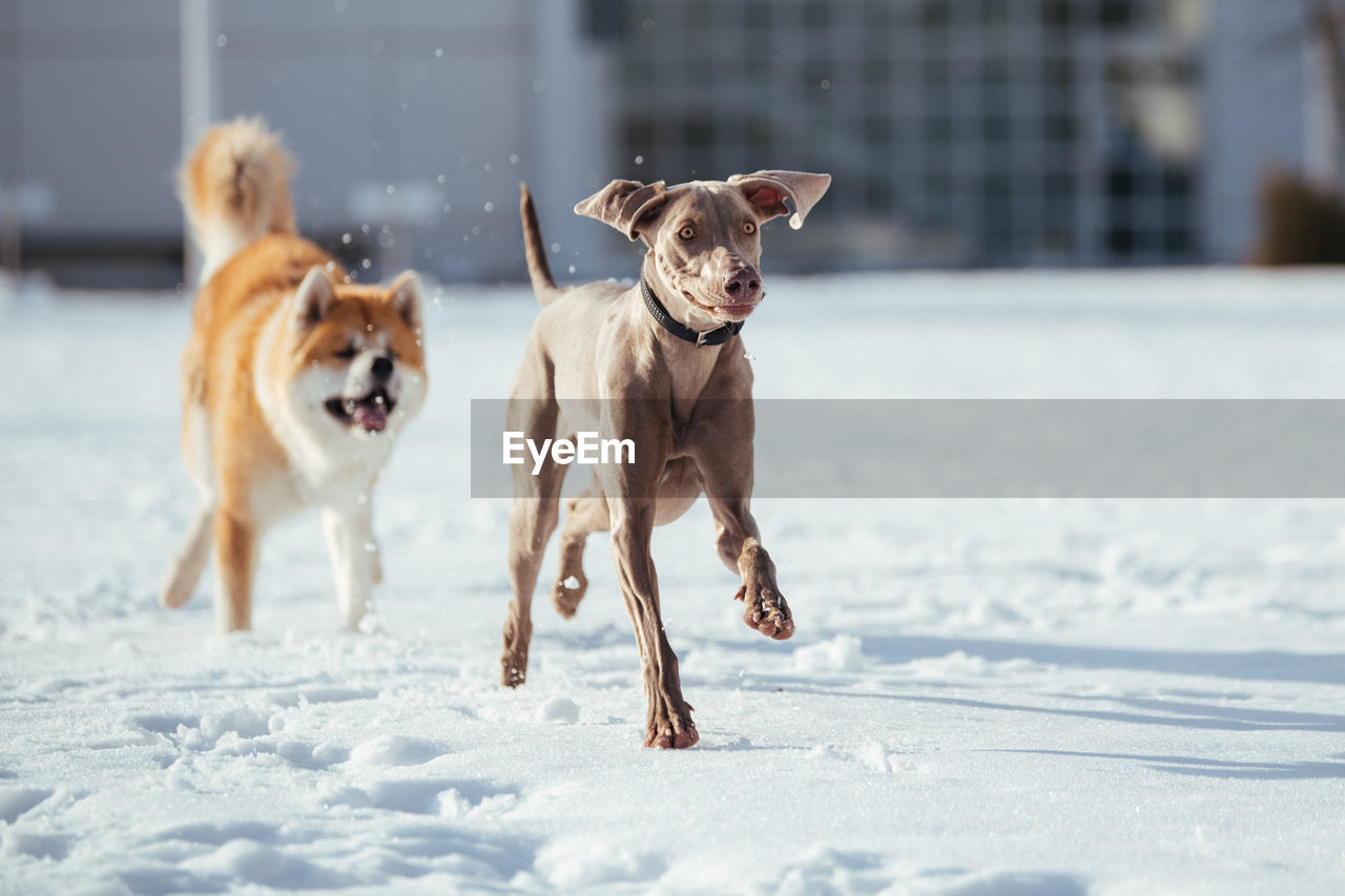 Dogs running on snow covered landscape