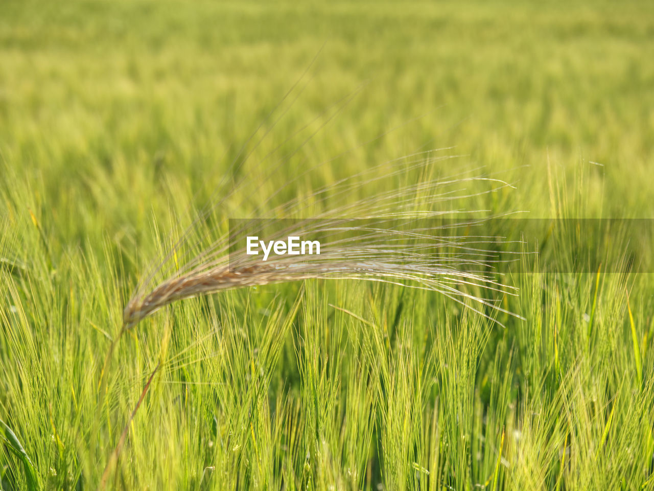 Detail of rye or barley corn grown on field. concept for agriculture and nature