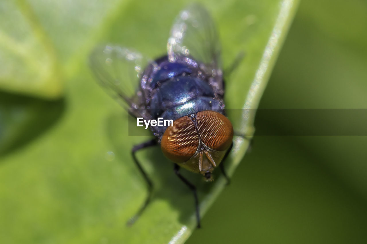 CLOSE-UP OF HOUSEFLY