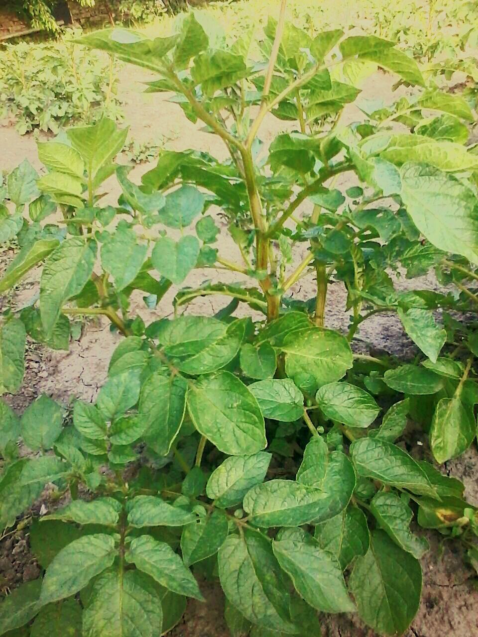 CLOSE-UP OF VEGETABLES