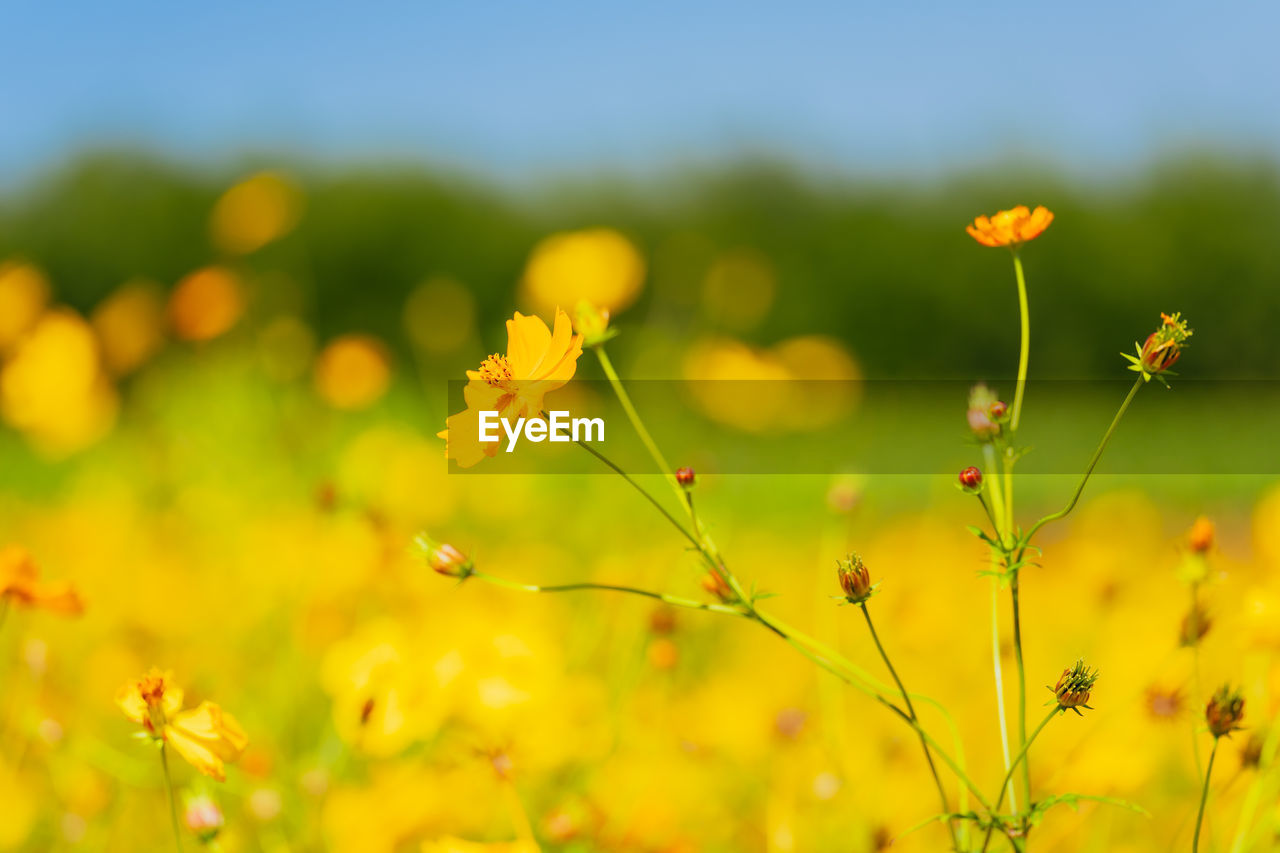 plant, flower, grassland, flowering plant, meadow, field, beauty in nature, nature, yellow, freshness, sky, landscape, prairie, summer, environment, land, rural scene, sunlight, springtime, plain, rapeseed, grass, no people, wildflower, multi colored, close-up, vibrant color, sun, green, scenics - nature, outdoors, macro photography, focus on foreground, blossom, natural environment, agriculture, selective focus, growth, non-urban scene, tranquility, environmental conservation, backgrounds, food, tranquil scene, morning, blue, fragility, food and drink, social issues, plant part, idyllic, day, flower head, sunny, leaf, crop, macro, defocused, back lit, botany, copy space, tree, canola, flowerbed, clear sky, landscaped, petal, ornamental garden, autumn, herb