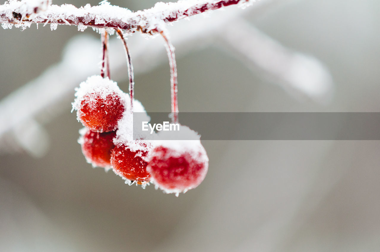 Close-up of frozen berries on tree