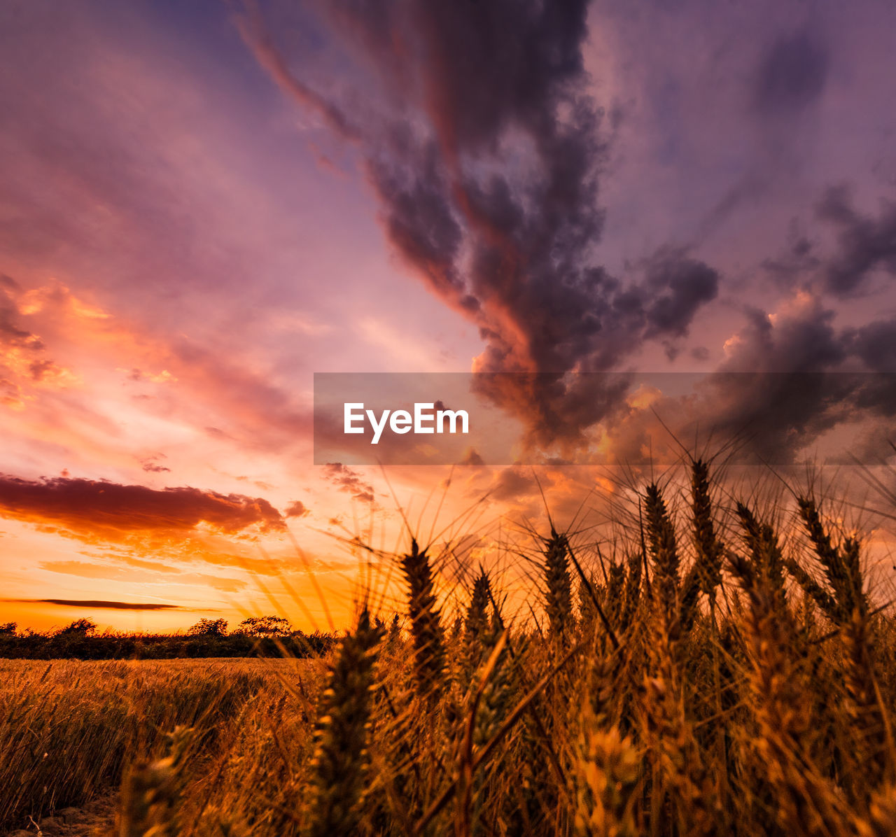 SCENIC VIEW OF FIELD AGAINST ORANGE SKY