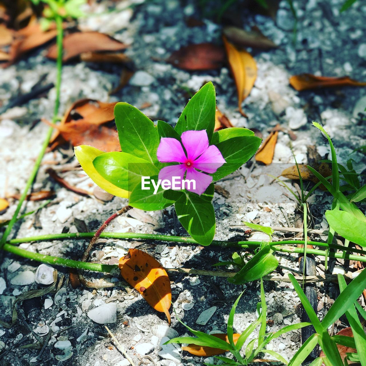 CLOSE-UP OF FRESH FLOWERS BLOOMING IN PARK