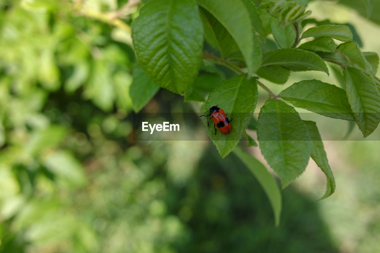 CLOSE-UP OF LADYBUG ON PLANT